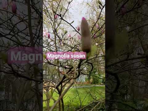 マグノリア「スーザン」 植物