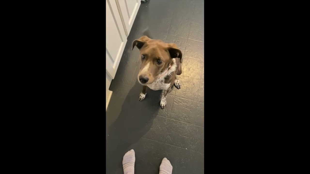 Piper Parker - Local Lady who likes dogs and cats, a Adoptable mixed breed in Andover, MA video 6/6