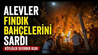 Alevler Fındık Bahçelerini Sardı, Köylüler Seferber Oldu