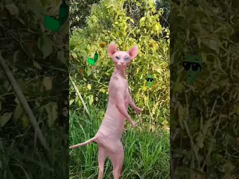 yo cortando los chiles que me dijo mi abuela