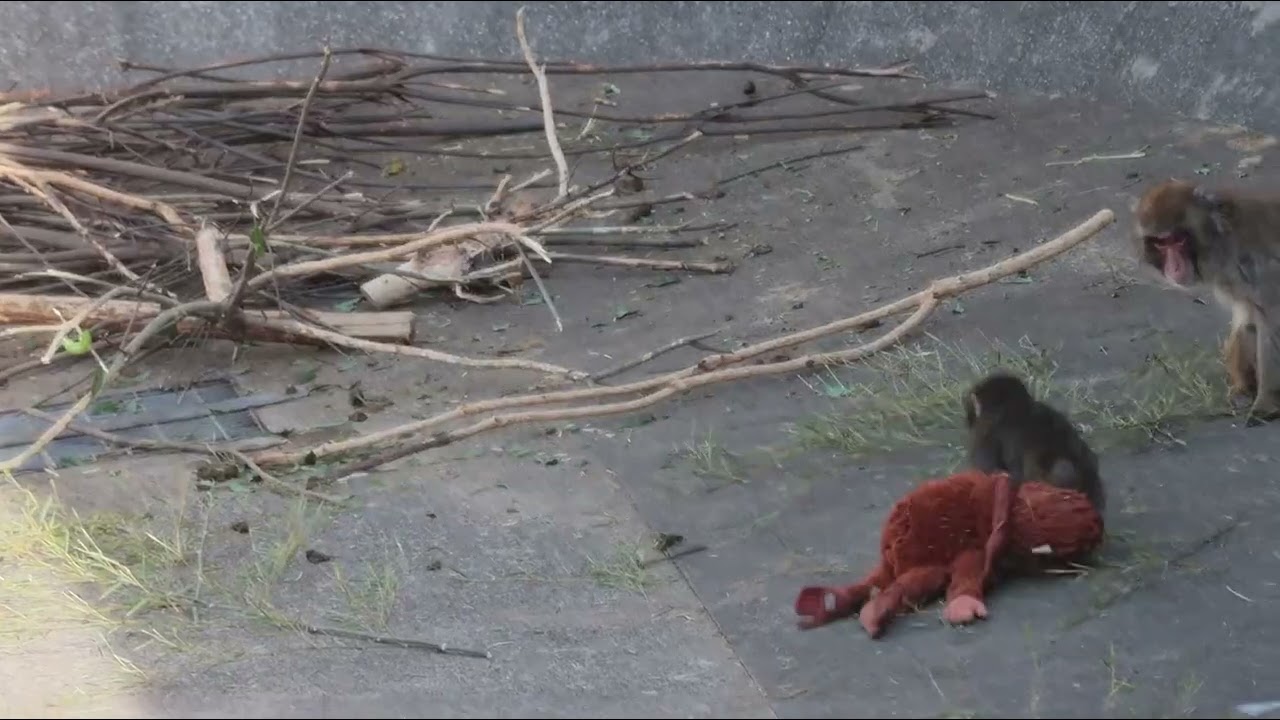 がんばれパンチ　オランママとパンチくん🤎🐵　2026.2.10  市川市動植物園