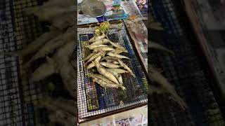 樫内利政 撮影　小アジが大量です