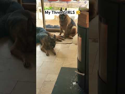 My Three GIRLS ❤️🤩🦭 #shorts #france #dogs #love #swissalps #travel #nature #animals