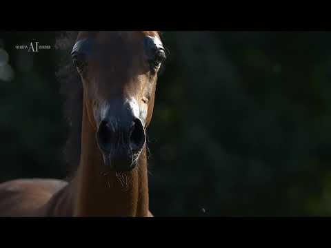 🌷 ROUYA AL DAWLA 🌷- (EKS Farajj x Van Gogh's Dream), 2022 Filly