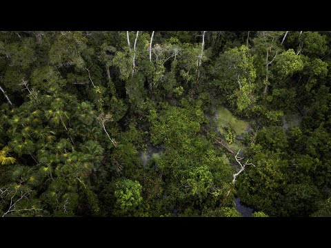 Amazon Rainforest Sounds - Dawn in the Colombian Jungle