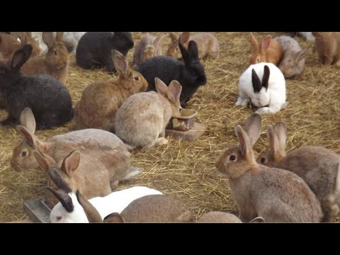 The Ultimate Guide to Feeding Rabbits for Faster Growth