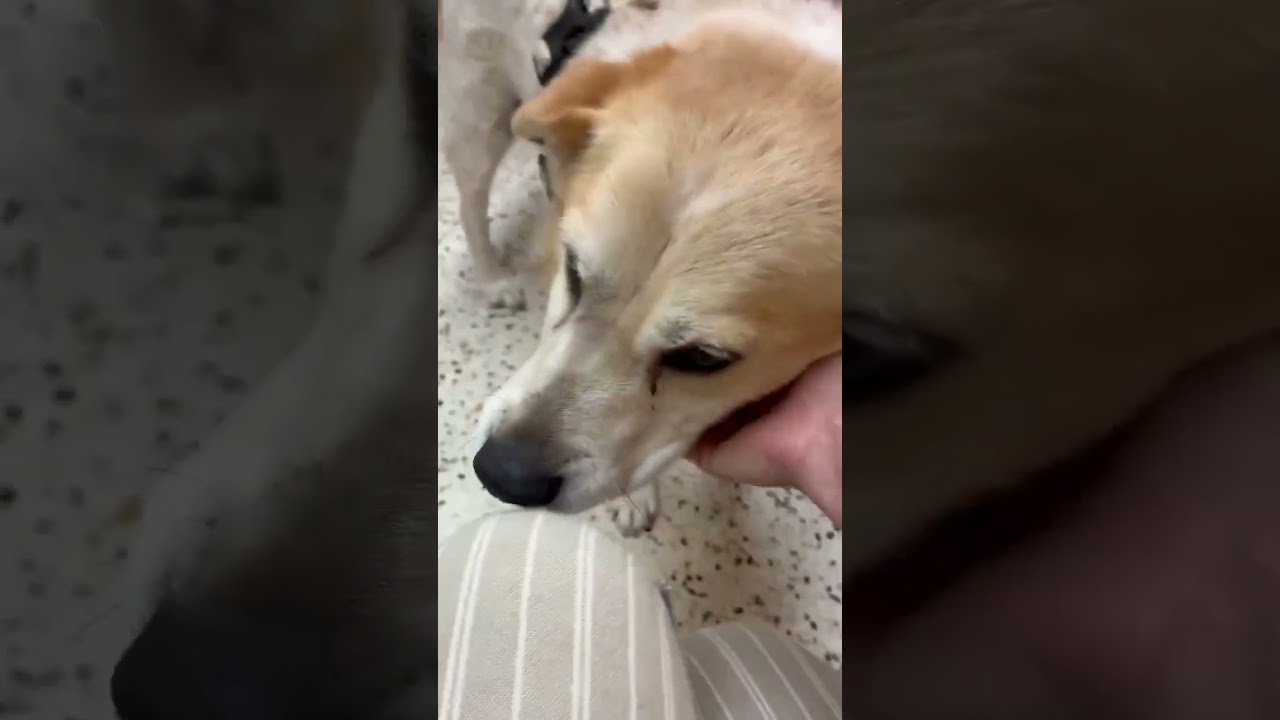 Abby video