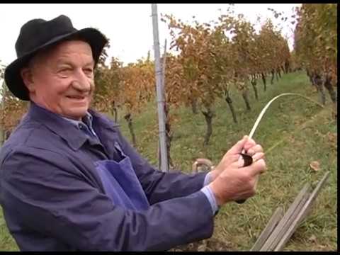 „Rettet die Reben“ – Trockenmauer + Museumswengert