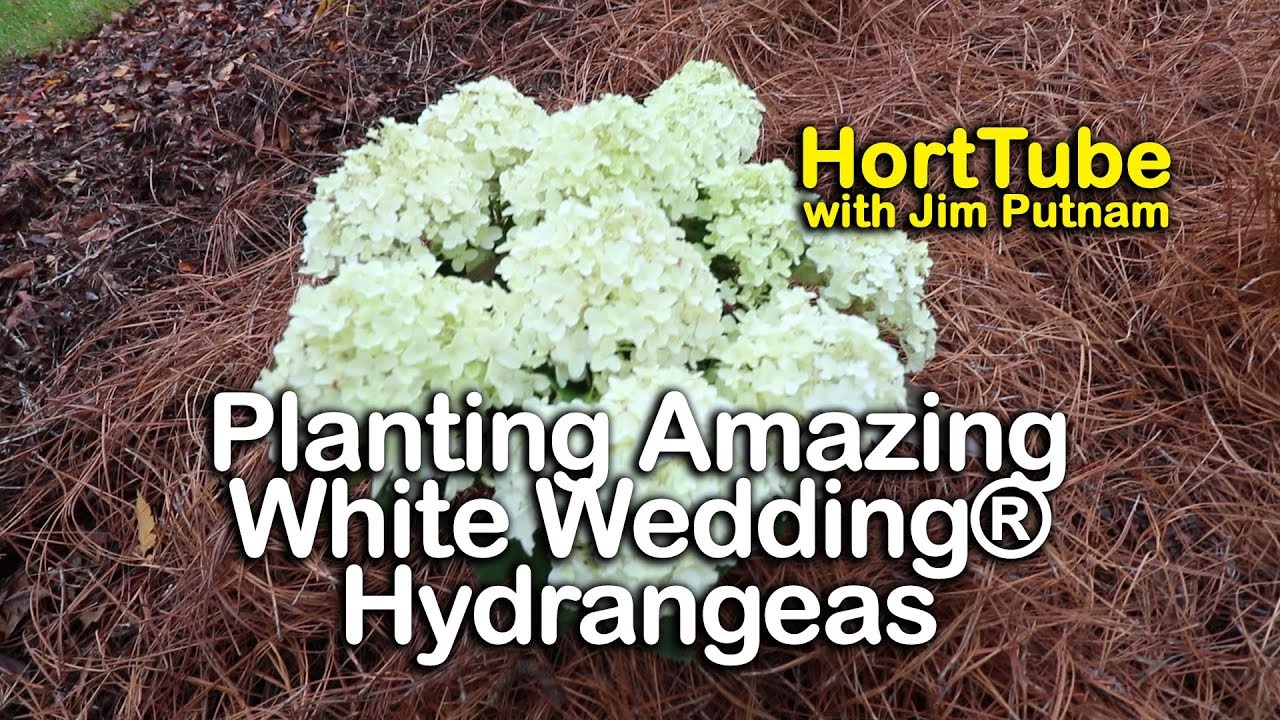 How to Plant and Care For Wedding Hydrangeas
