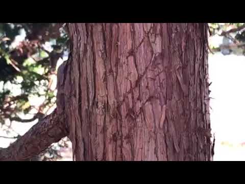 Raccoon Inspection in Colts Neck, NJ