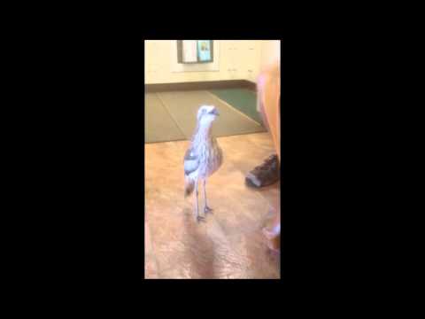 Curlew Calling