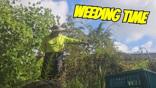 What's Lurking in Your WEEDS? I spent a Day among them