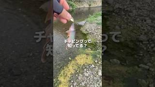 身近な川で気軽に楽しめる「チャビング」
