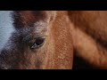 Horse Closeup