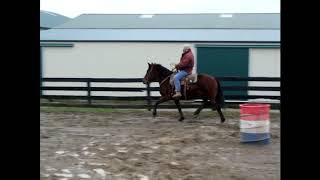 BAY PERCHERON/QUARTER HORSE CROSSBRED GELDING, BROKE TO RIDE &amp; DRIVE, LOTS OF ACTION!