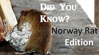 Did you know? Norway Rats Edition
