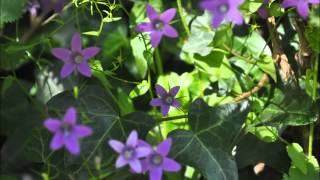 Nina Vidal   Tainted Love