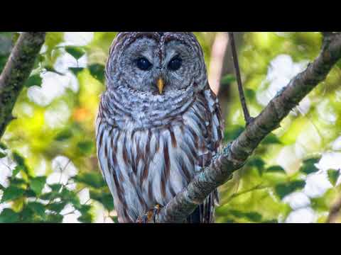 Barred Owl in Terra Nova, Richmond, BC
