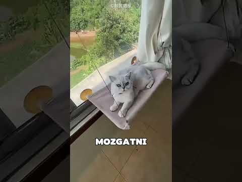 Az okos macska becsapta a gazdáját 🤯❤️