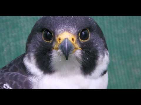 Peregrine Falcon Live Watching: Guide to Safe Wildlife Observation