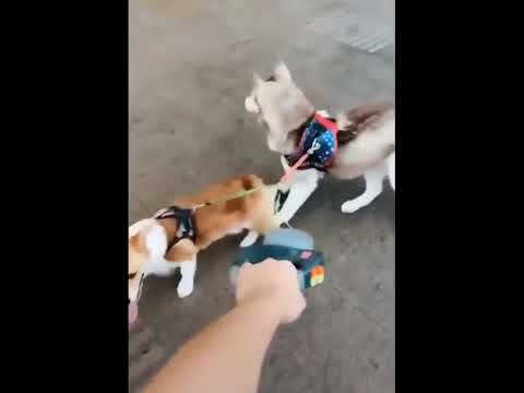 funniest animal videos of 2022 - funny golden retriever dogs and cutest golden puppies  V.18333 #fu