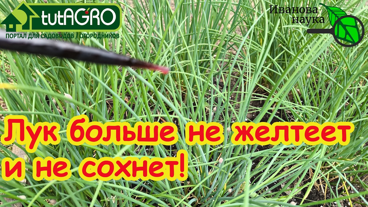 Всего ПАРА КАПЕЛЬ и ни стрелок, ни желтых перьев, ни мухи! В чем замочить лук д
