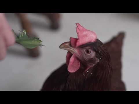 Zimmerpflanzen düngen – Plant One On Me – Ep. 050