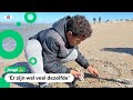 'Kijk, een mossel': schelpen zoeken tijdens eerste schelpenteldag