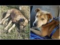 At a dumping ground, the dog lady saw a dog still breathing.