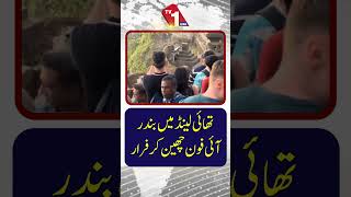 تھائی لینڈ میں بندر آئی فون چرا کر بھاگ گیا۔