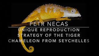 The Unique Reproductive Strategy of the Seychellois Chameleon, Archaius tigris