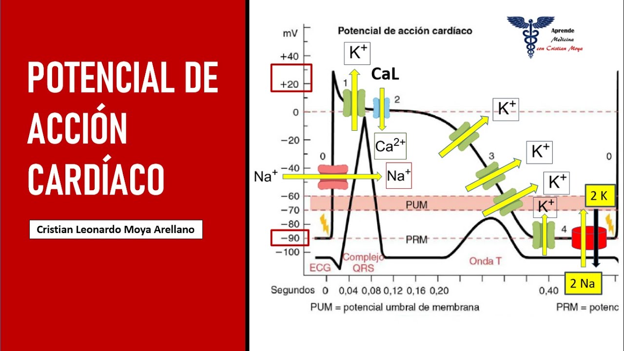 🔴 POTENCIAL DE ACCIÓN CARDÍACO | FISIOLOGÍA CARDÍACA