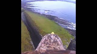 Download lagu pemandangan ketika camera berada di atas burung elang mp3