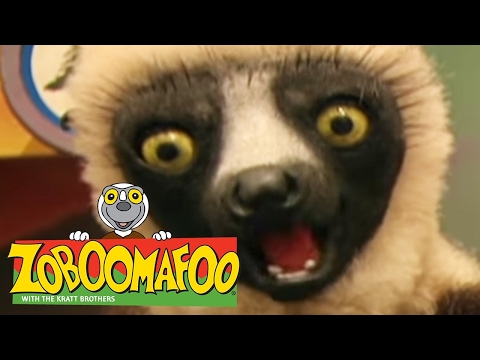 🐒 Zoboomafoo 🐒 135 | Who's in the Egg? - Full Episode | Kids TV Shows