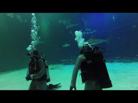 Scuba Diving the Mandalay Bay Shark Reef Tank - Las Vegas