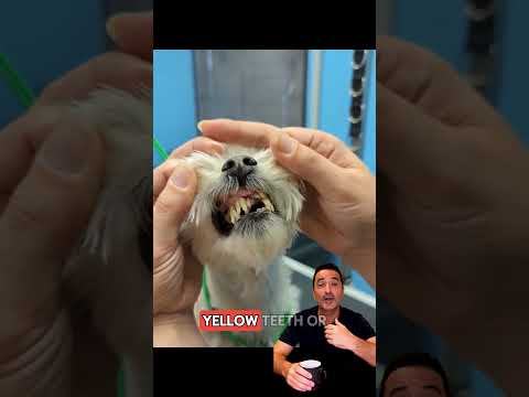 #viral #duet #dogs #pets #foryou #puppy #dogfood #animals #cutedog #funny