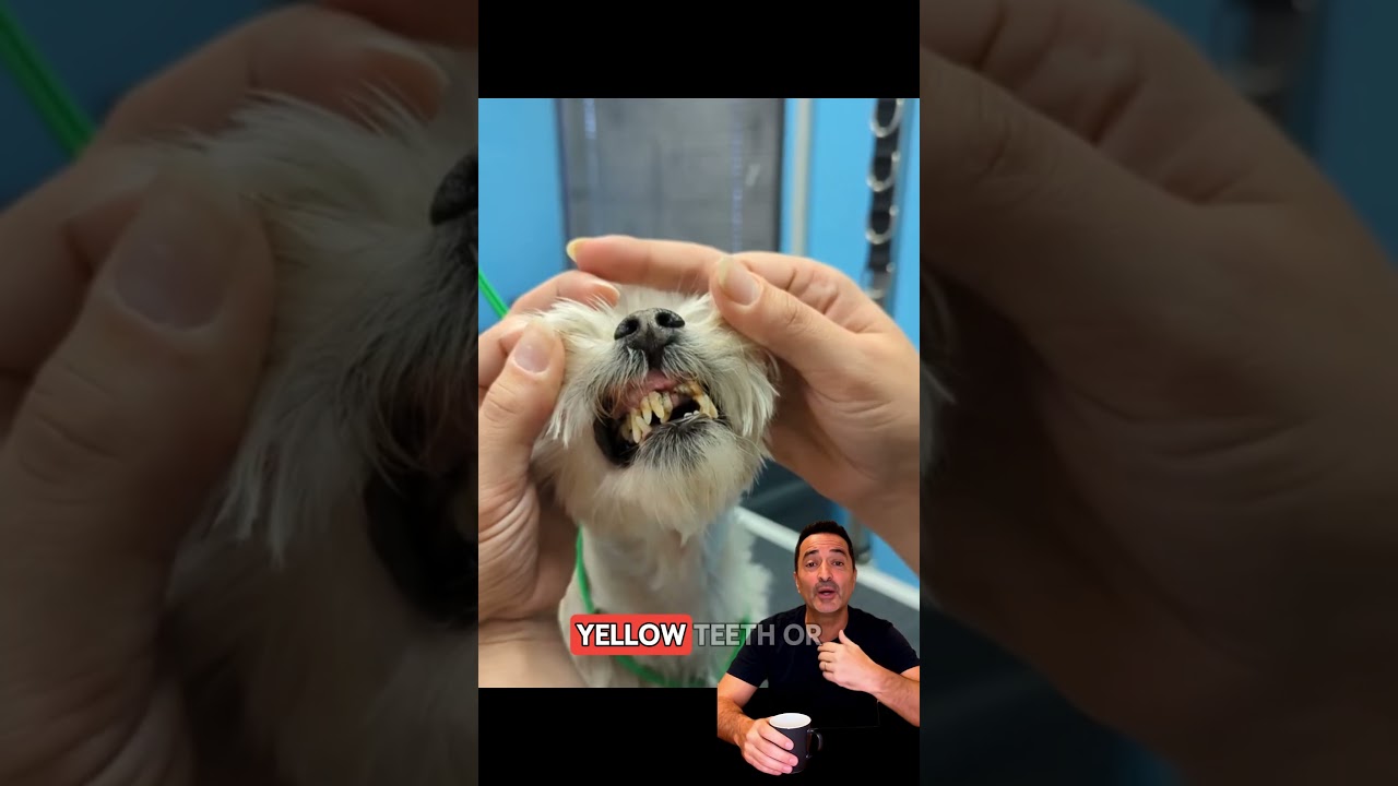 #viral #duet #dogs #pets #foryou #puppy #dogfood #animals #cutedog #funny