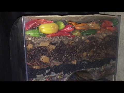 Flash-lit Layered Worm Bin 1-week Status