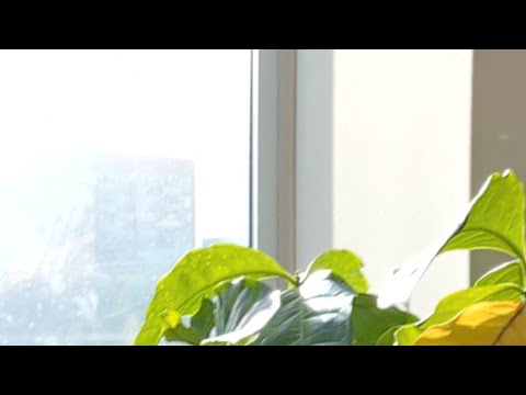 Matt Winton 5 pour technique w/Inoculated Natural Beans From Panama