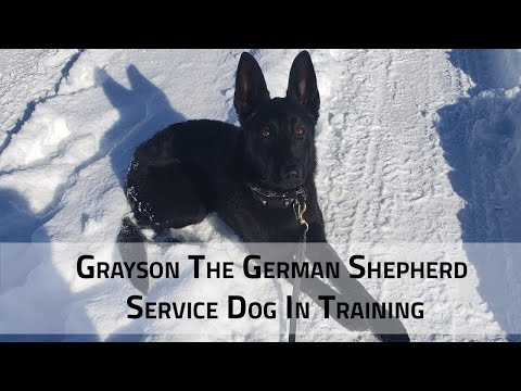 Complete Canine Training video.