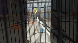 Download lagu suara parkit Australia / Falk jantan mp3 Download lagu suara parkit Australia / Falk jantan mp3