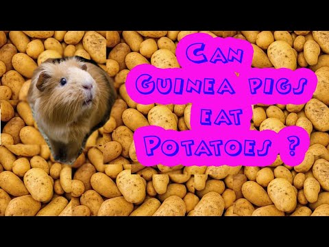 Can Guinea pigs eat potato - Can potatoes poison or hurt my guinea pig