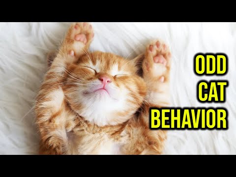 10 Odd/Weird Cat Behaviors Explained