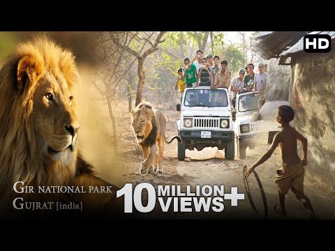 आखिर क्यूँ आते  हे शेर इनसानीं इलांको मे ? [GIR Forest National Park India]