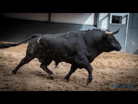 SORTEO | Novillos de Toros de Brazuelas