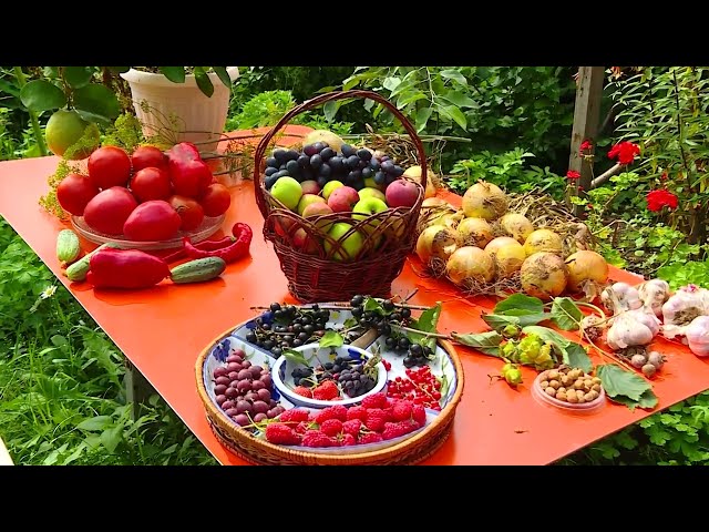 Южные фрукты в сибирских условиях