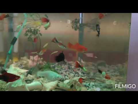 Aquarium for Smaller Fishes