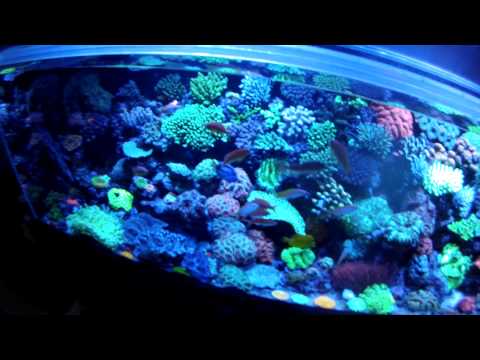 A MUST SEE for reefers! Tour of Mark Willis's amazing reef tank!