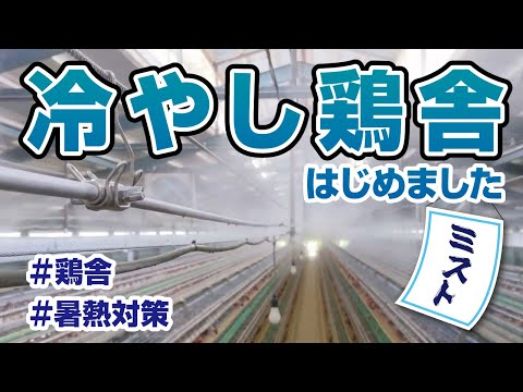 鶏の冬の餌は何ですか？季節を通して体型を維持するための 3 つのプロテイン レシピ  庭園