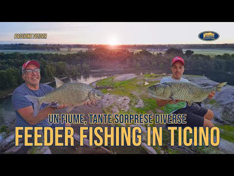 Pesca a Feeder sul Ticino: Barbi, Breme, Cavedani e Tante Catture!